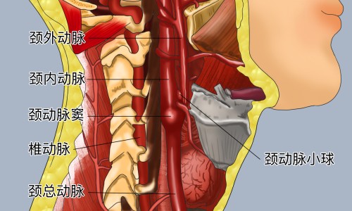 莲子豆的功效和作用-莲子冬瓜功效与作用网- 莲子冬瓜功效与作用是什么知识,分享冬瓜莲子的营养价值
