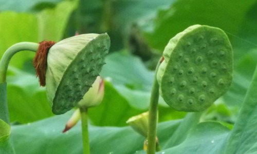 莲子豆的功效和作用-莲子冬瓜功效与作用网- 莲子冬瓜功效与作用是什么知识,分享冬瓜莲子的营养价值